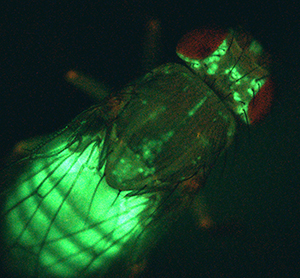 Experiments in a fruit fly model offer useful insights into a potentially important clinical target in human obesity and diabetes.