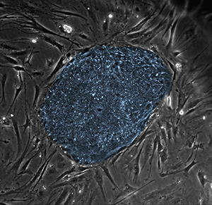 Binding of the signaling protein ERK2 helps human embryonic stem cells to self-renew and proliferate.