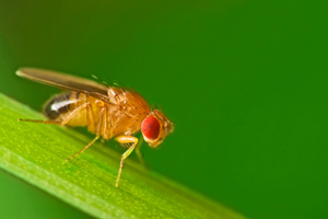 Male fruit flies produce pheromones that lure females for mating while telling other males to keep their distance.