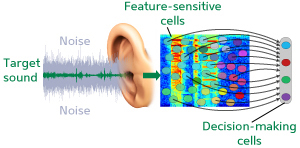 A brain-based pattern-recognition process that searches for familiar features in the audio spectrum improves sound recognition in computers.