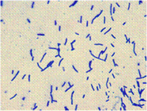 Microscopic image of the newly isolated bacterial strain Bacillus coagulans JI12 (magnification: x 400).
