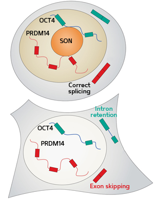 The protein SON is needed to ensure that the RNA transcripts of pluripotency-related genes are correctly spliced.