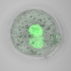 Normal levels of functional TRIM28 protein (green) are detectable within an hour after transplanting newly fertilized TRIM28-deficient nuclei into normal embryos that lack nuclei.