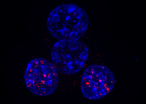The epigenetic modifier PRDM14 (red) is active in only two of four cells at the four-cell stage, which it steers to form the inner cell mass that ultimately becomes the embryo.