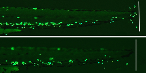 Neutrophils (green) normally migrate to the site of a tail wound (white line) in animals subjected to a control treatment (top). In comparison, the fungal compound PF1052 inhibits neutrophil migration (bottom).