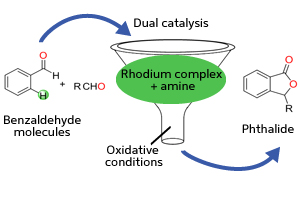 A combination of transition metal and organic catalysts can help benzaldehyde molecules to combine into bioactive phthalides in a single step.