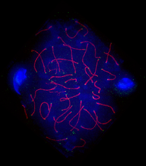 The prize-winning image of a developing mouse sperm cell, captured by A*STAR researchers Graham Wright and Henning Horn. The locations of DNA (blue), KASH5 protein (green) and SCP3 protein (red) were revealed using immunofluorescence staining.
