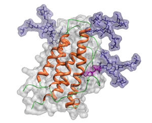 Predicted structure of glycosylated human erythropoietin (EPO), with the sialylated sugar chains shown in purple and pink.