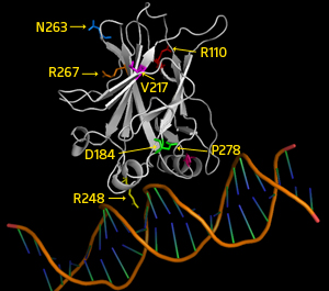 The interaction between p53 protein (top) and the p53 response element DNA sequence of a target gene (DNA helix). Yellow arrows indicate the positions of several amino acid sequence variations affecting the DNA-binding region of p53.