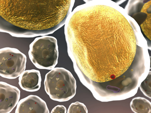 Stem cells derived from distinct sources of fat display different cell-surface markers — with implications for their roles in metabolism and disease.