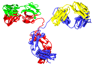 A balance of heavy-chain (red and blue) and light-chain (green and yellow) production is essential for proper antibody assembly.