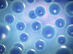 Growing stem cells in conditions free of animal material makes them safe for use in humans.