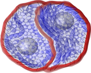 The cell cytoplasm (blue) interacts with the cell membrane (red) through actomyosin activity (silver rods), as simulated using the particle dynamics model.