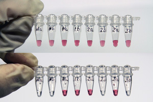 Before (top) and after (bottom) images of gold nanoprobe tests. In DNA samples containing no genetic variations, the pink solution became colorless within 10 minutes.