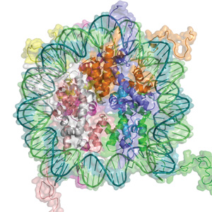 The core complexes of histone proteins that support and organize chromosomal DNA (green) also regulate the activity of nearby genes.