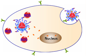 Surface peptides (purple arrows) allow fluorescent nanoparticles to bind to a protein (green) on the target cells and be taken up into the cells. Light exposure prompts the nanoparticles to generate reactive oxygen species (ROS), kills the cells, and also liberates the drug doxorubicin (orange), which can then enter the cell nucleus.