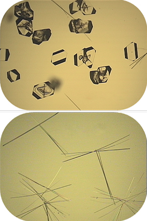 Two crystal polymorphs of the drug, carbamazepine. The tetrahedral-shaped crystals are a more energetically stable form III (top) and the needle-shaped crystals correspond to the metastable form II (bottom).