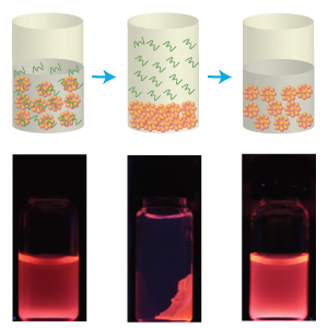 Schematic illustrations and fluorescence images depicting the purification of BSA-protected gold (Au25) clusters through the centrifugation and removal of free BSA (green squiggles).