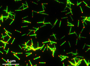 Green NaYF4 microrods with red tips, which are promising for security ink and cell tracking applications.