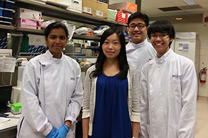 The A*STAR team building organ-specific blood vessels: from left, Narmada Balakrishnan Chakrapani (postdoctoral fellow), Christine Cheung (group leader), Chenghan Wu (research intern) and Yeek Teck Goh (research officer).