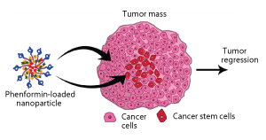 Phenformin-loaded nanoparticles kill both cancer cells and cancer stem cells, leading to tumor regression.