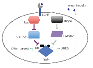 The Ras and Hippo pathways converge on the Yes-associated protein (YAP) and regulate its stability. The Ras pathway increases the stability of YAP by controlling the expression of proteins called suppressors of cytokine signaling (SOCS). YAP in turn targets the AREG gene and triggers the production or Amphiregulin proteins that increase the ability of normal cells to transform into cancer cells.