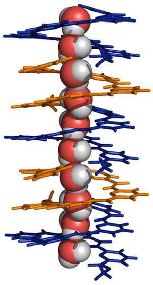 The blue and orange molecules are identical, and stack on each other to form the helix. The central tube of the helix holds a one-dimensional string of water molecules.