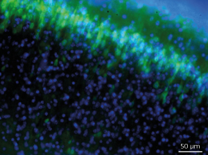 The NeuO prove (green) selectively labels neurons in mouse brain slices. Nuclei stained by the Hoechst33342 dye appear in blue.