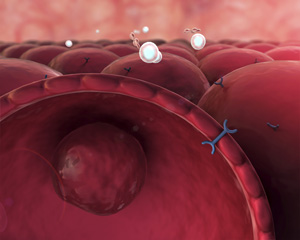 Insulin released into the blood when levels of glucose are high activates mechanisms to reduce glucose levels, including the transport of GLUT4 to the membranes of muscle and fat cells.