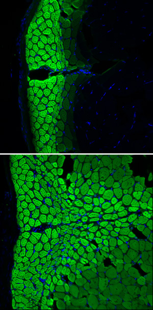 Cross sections through the muscle of a wild type fish (top) and sox6 mutant fish (bottom). The wild type exhibits normal distribution of slow-twitch muscle fibers (green), whereas the mutant shows abnormal part-conversion of fast-twitch to slow-twitch fibers.