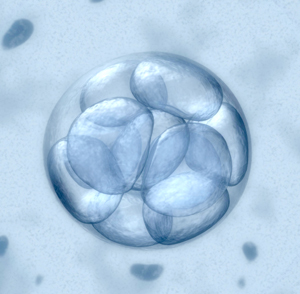 Endogenous retroviruses are systematically activated during early human embryo development and may be useful in identifying subpopulations of cells.