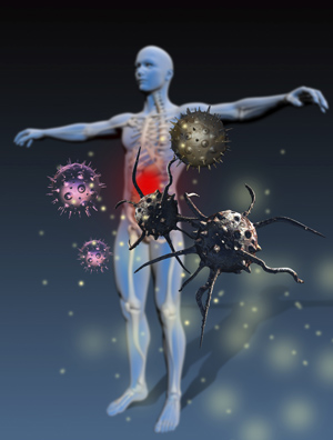 The immune system depends on complex cooperation between many types of cell.