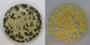 Comparison of original wild type Aspergillus niger colony and final mutant on agar plates.