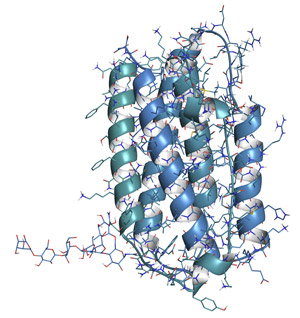 Production of interferon, an essential defense molecule, is linked to Bruton’s tyrosine kinase.