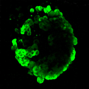 A pancreatic islet stained with the fluorescent dye, Two Photon-alpha (TP-α), showing brightly stained alpha cells.