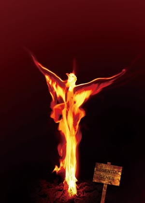 A*STAR scientists have found that yeast cells lacking an ‘essential’ gene can survive through adaptive evolution.