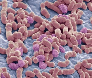 The genomes of all 14 species of the skin fungus Malassezia have been sequenced.