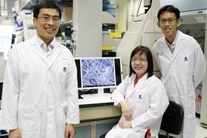 IBN researchers who made the key finding that could improve brain cancertreatment. From left: Andrew Wan, Nina Ma and Jia Kai Lim.