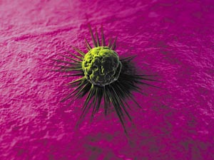 A*STAR researchers have shown that a toxic peptide derived from HEXIM1 is a promising candidate for developing new cancer therapeutics.