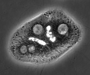 A phase contrast image which shows three hepatocytes forming two epithelial tubes (bright tubular structures).