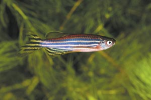 A*STAR researchers have used a zebrafish model to find a new way to fight cancer.