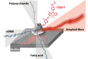 Bacterial biofilms are made of proteins, extracellular DNA (eDNA), polysaccharides and fatty acids. The first biofilm probe, CDy11, developed by A*STAR researchers, binds amyloid, a major protein required for biofilm structure and function.
