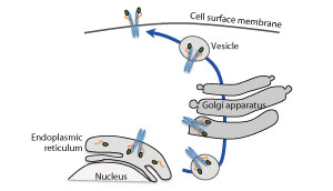 Mutant versions of the chaperone molecule calreticulin activate thrombopoietin receptor, which in turns activates the JAK2−STAT pathway.