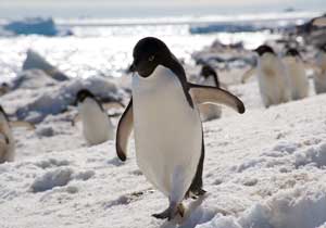 Influenza virus sequencing has shown that even penguins can catch the flu.