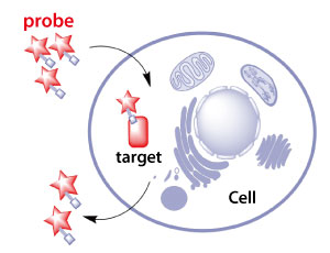 A new model developed by A*STAR researchers allow probes to be designed that can enter cells easily and label target molecules only. This will enable improved imaging of cellular processes.