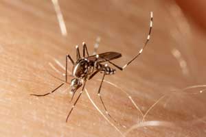 Children infected with the chikungunya virus could infect mosquitos that spread the disease.