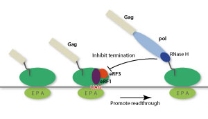 The mechanism for how MMLV ignores 'stop signs' and facilitates synthesis of its proteins during replication.