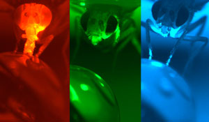 Flies carrying the anion channelrhodopsin neuronal inhibitor in their sweet-tasting cells can’t resist licking sugar water under red light, but exposure to green or blue light blocks their normal drinking behavior.