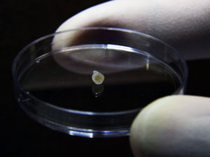 One of the tiny midbrains produced by Huck Hui Ng's team.