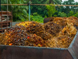 Waste biomass from palm oil production, known as empty fruit bunch, represents an enormous untapped resource for industrial chemical production.